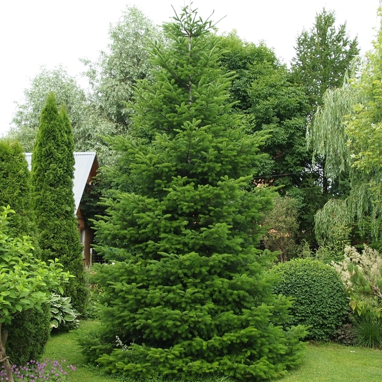Пихта сибирская Пихта сибирская