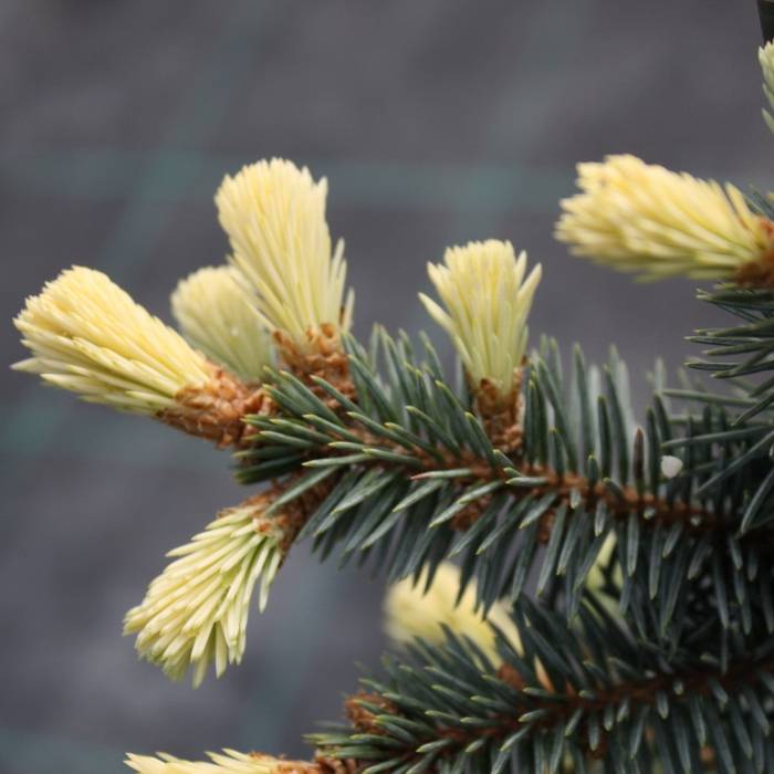 Ель колючая "Белобок" Ель колючая "Белобок"