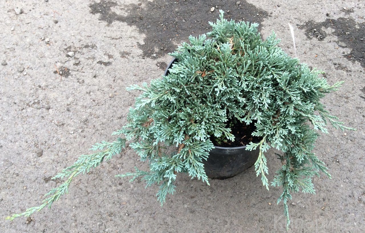 Можжевельник горизонтальный "Айси Блю" Можжевельник горизонтальный "Айси Блю"