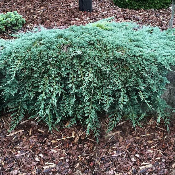 Можжевельник горизонтальный "Айси Блю" Можжевельник горизонтальный "Айси Блю"