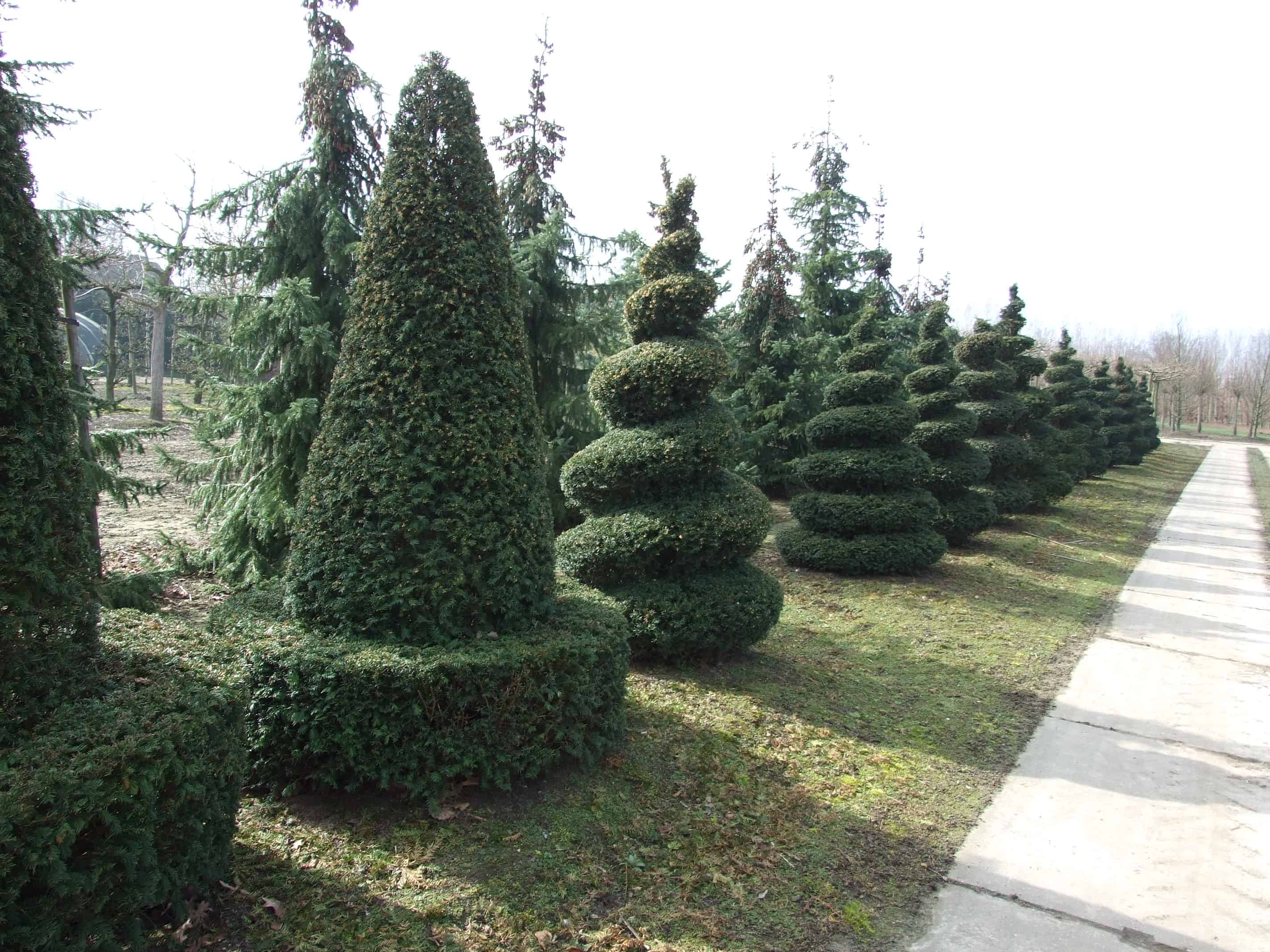 Ель колючая топиарная форма Ель колючая топиарная форма