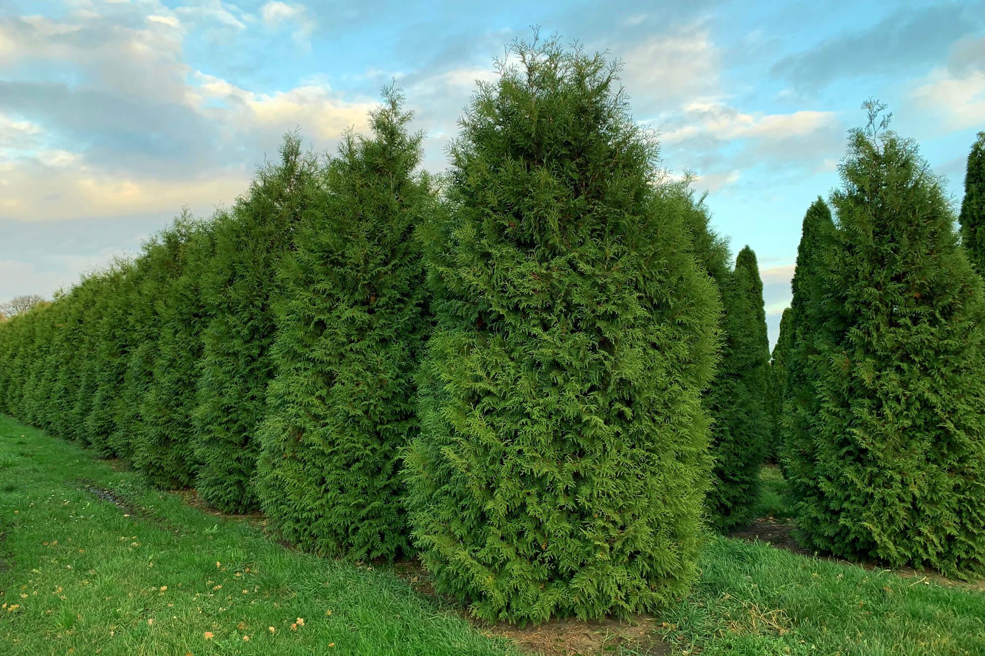 Туя западная "Брабант" Туя западная "Брабант"