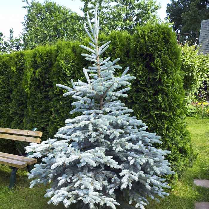 Ель колючая "Кейбаб" Ель колючая "Кейбаб"