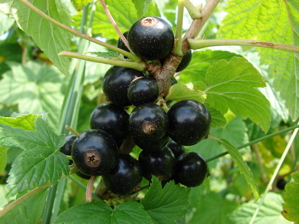 Смородина черная "Экзотика" Смородина черная "Экзотика"