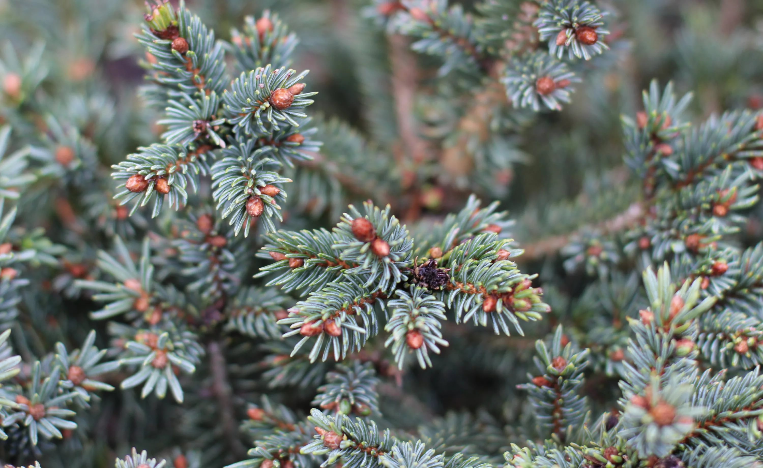 Ель канадская (сизая) Ель канадская (сизая)