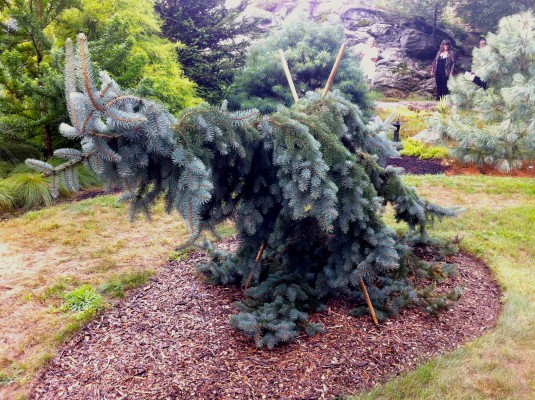 Ель колючая "Зе Блюз" Ель колючая "Зе Блюз"