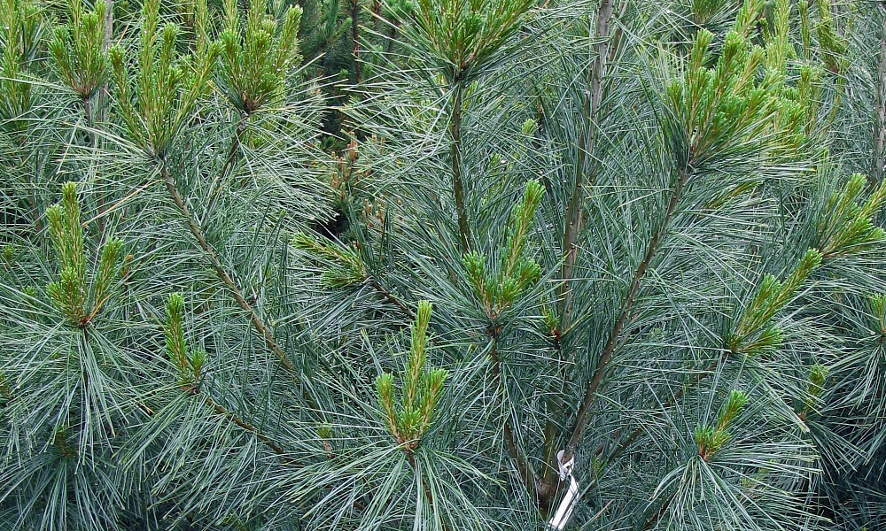 Сосна Веймутова "Фастигиата"  Сосна Веймутова "Фастигиата"