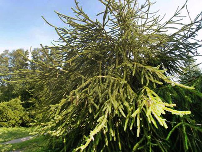 Ель обыкновенная "Кранстони" Ель обыкновенная "Кранстони"