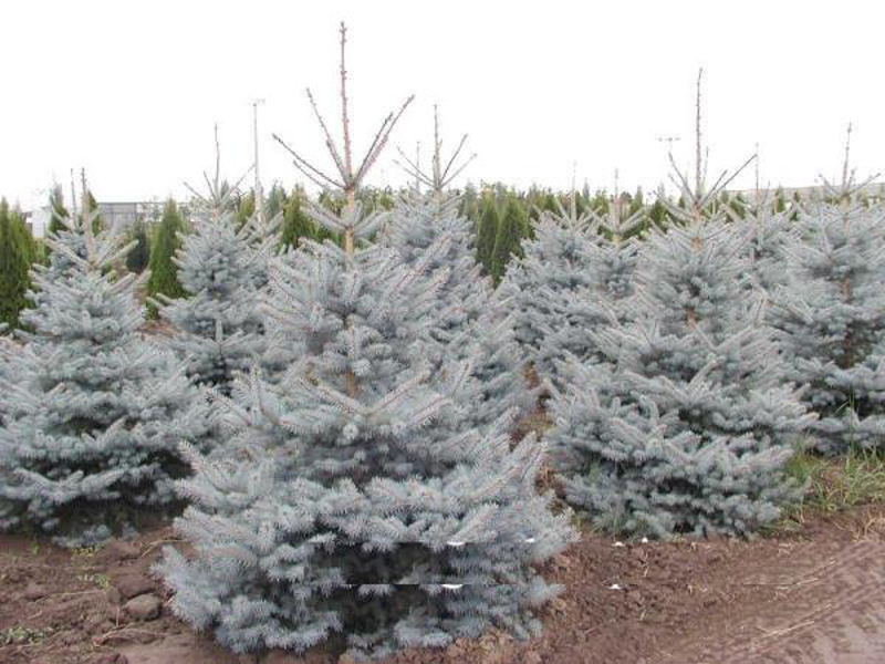 Ель колючая "Эдит" Ель колючая "Эдит"