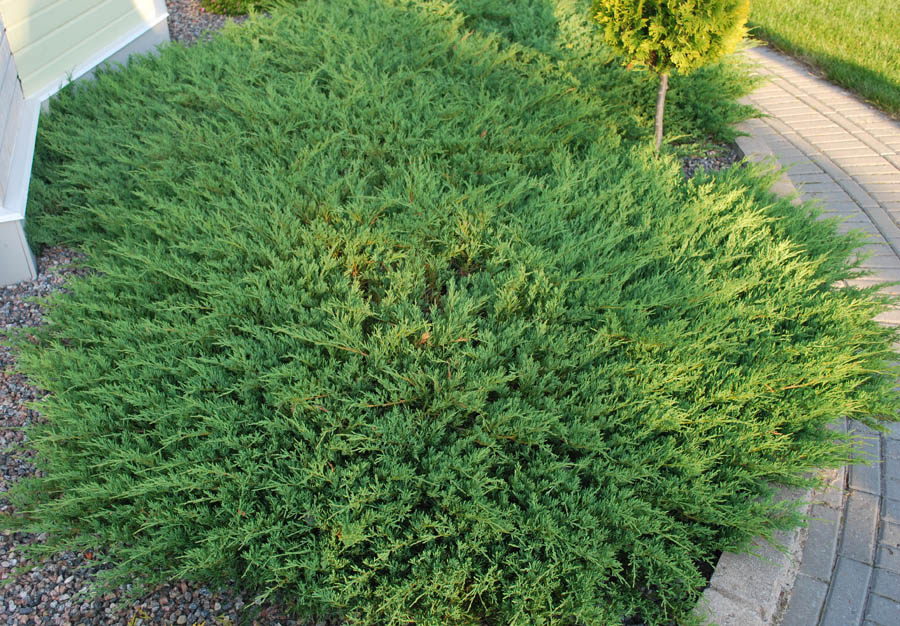 Можжевельник горизонтальный "Андора Компакт" Можжевельник горизонтальный "Андора Компакт"