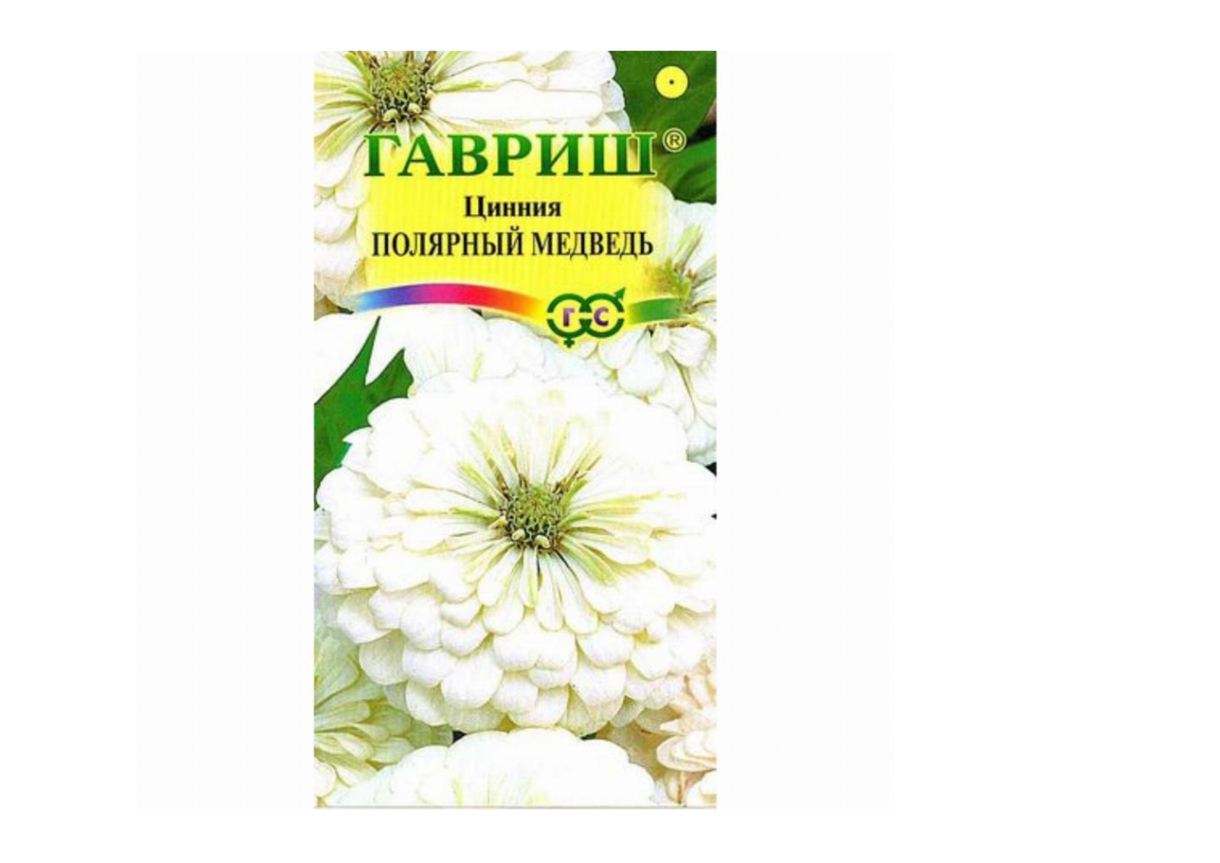 Цинния "Полярный медведь" Цинния "Полярный медведь"