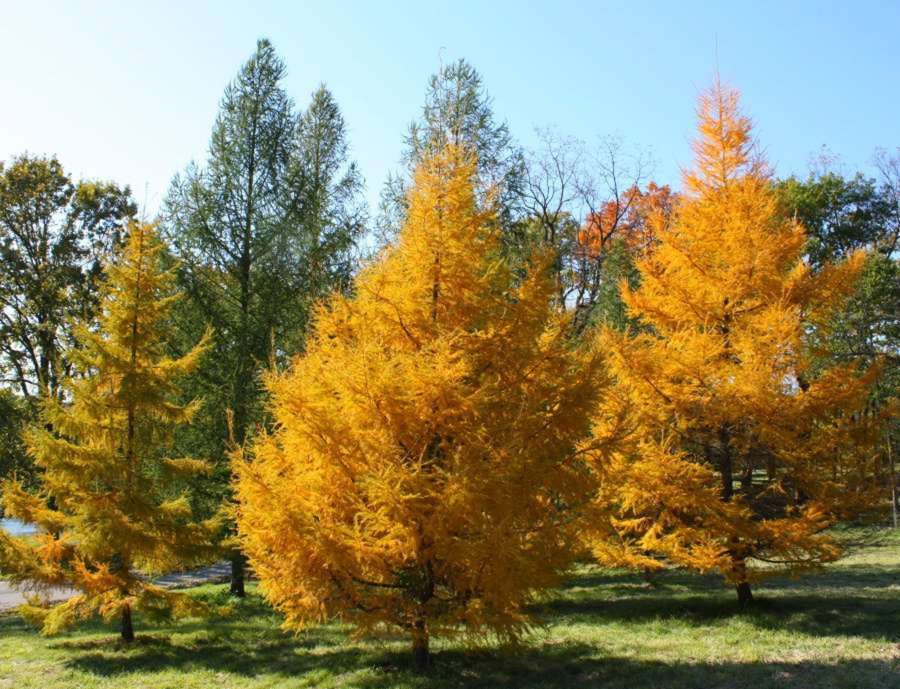 Лиственница сибирская Лиственница сибирская