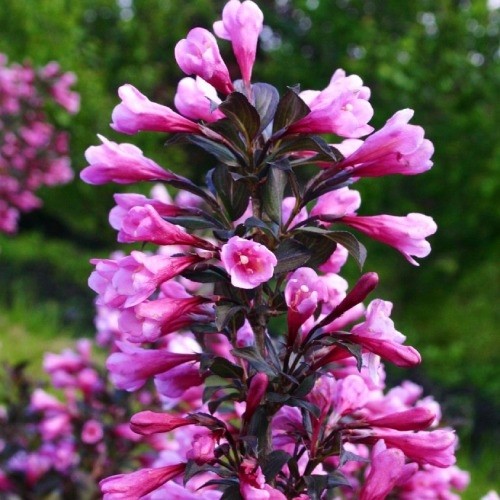 Вейгела цветущая "Нана Пурпуреа" Вейгела цветущая "Нана Пурпуреа"