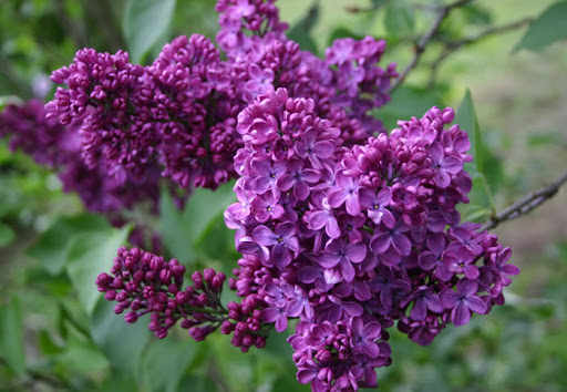 Сирень обыкновенная "Минчанка" Сирень обыкновенная "Минчанка"