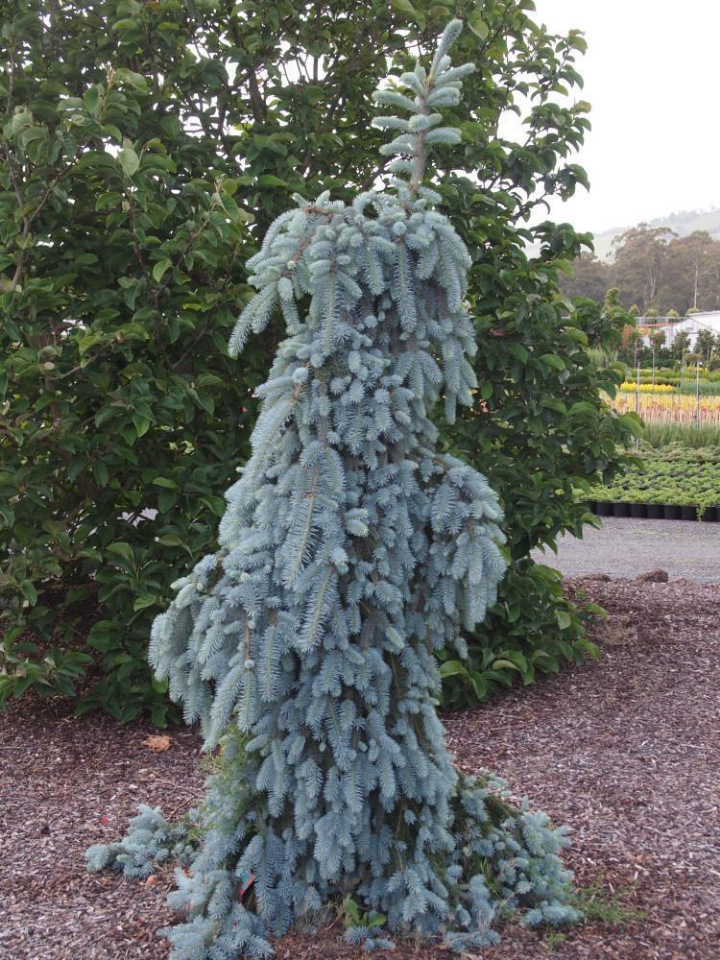 Ель колючая "Зе Блюз" Ель колючая "Зе Блюз"