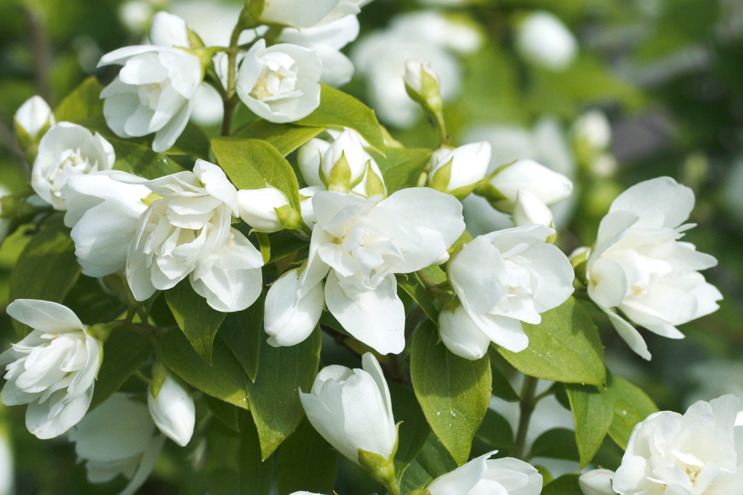 Чубушник Лемуана "Монте Дермин" Чубушник Лемуана "Монте Дермин"