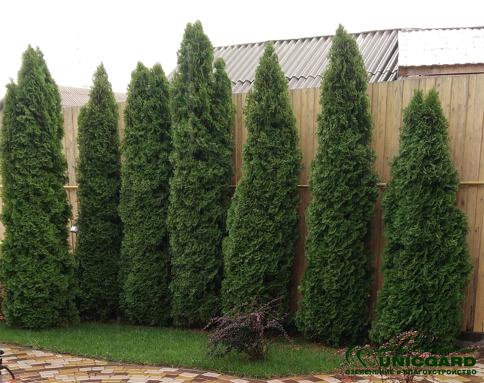 Туя колоновидная Туя колоновидная