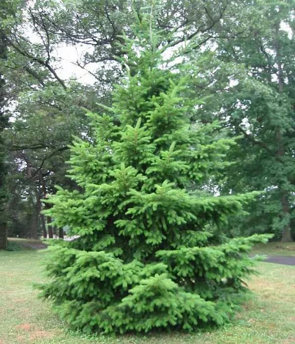 Псевдотсуга Псевдотсуга