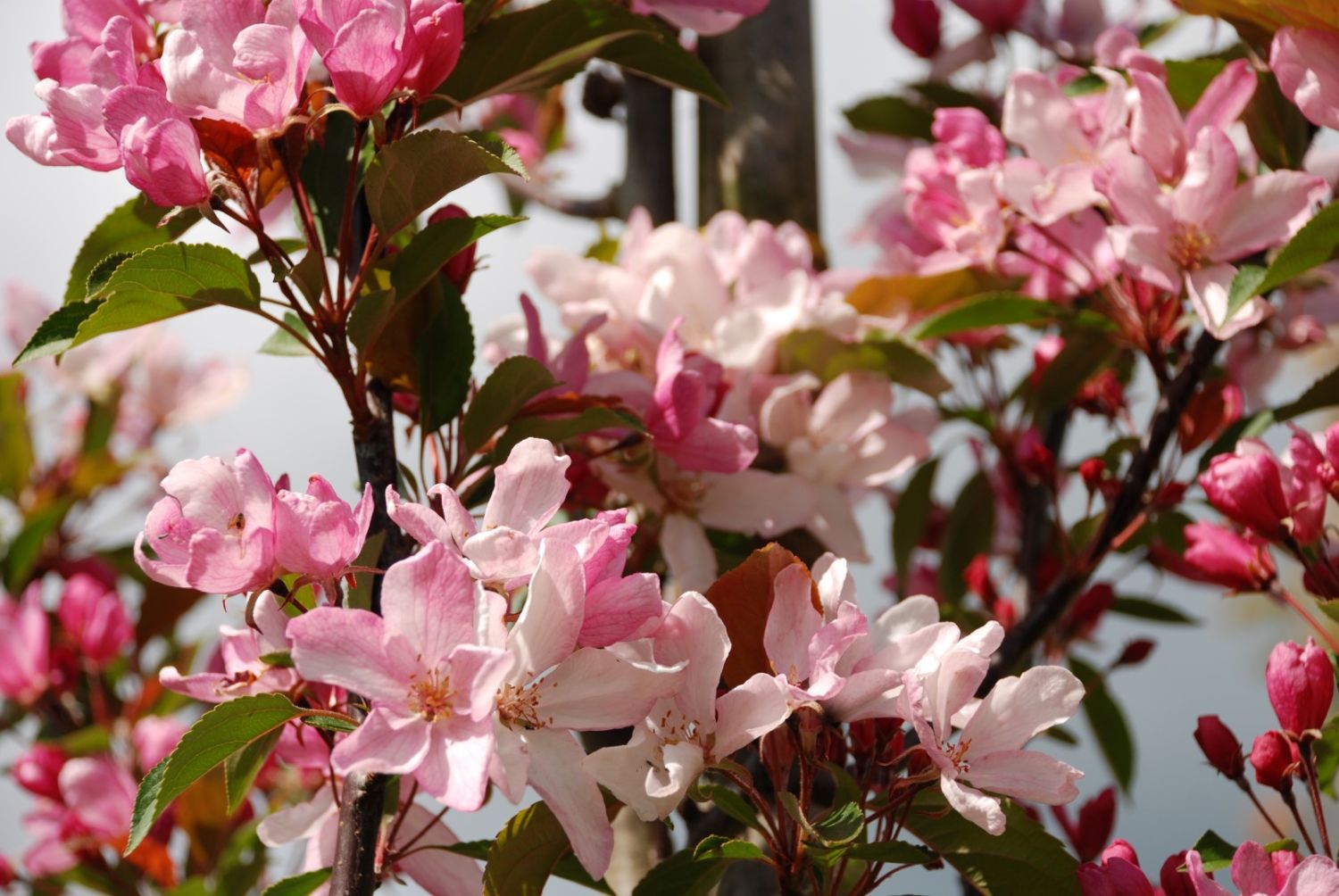 Яблоня декоративная "Ред Обелиск" Яблоня декоративная "Ред Обелиск"