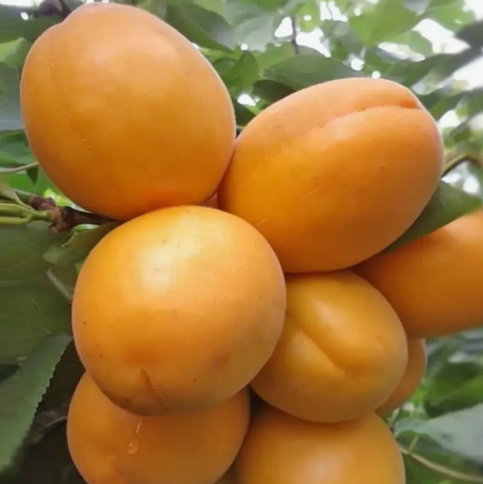 Абрикос "Голд Рич" Абрикос "Голд Рич"