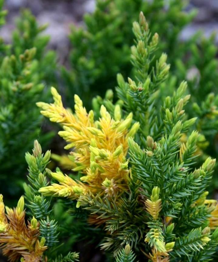 Можжевельник китайский "Стрикта Вариегата" Можжевельник китайский "Стрикта Вариегата"