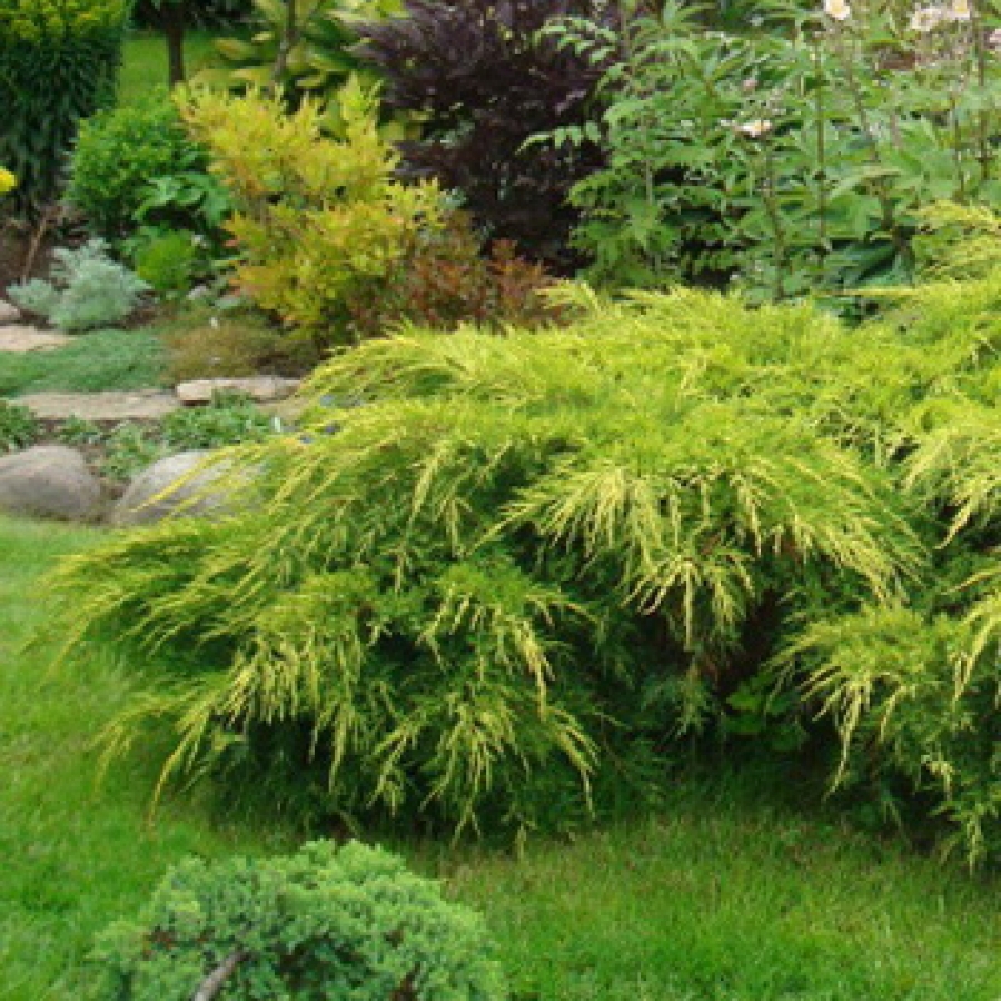 Можжевельник средний "Мордиган Голд" Можжевельник средний "Мордиган Голд"