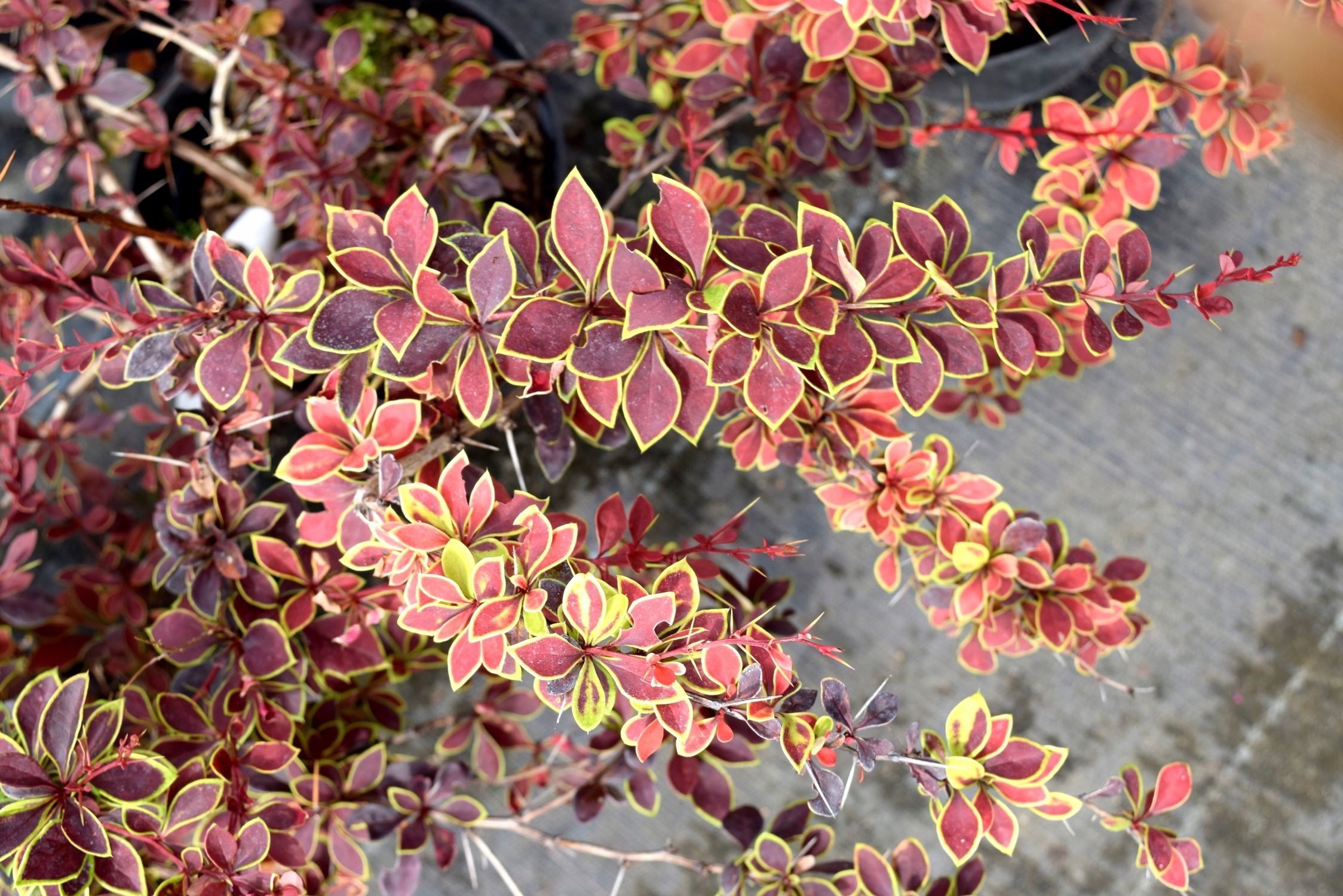 Барбарис Тунберга "Коронита" Барбарис Тунберга "Коронита"