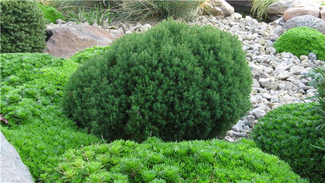 Туя западная "Тедди" Туя западная "Тедди"