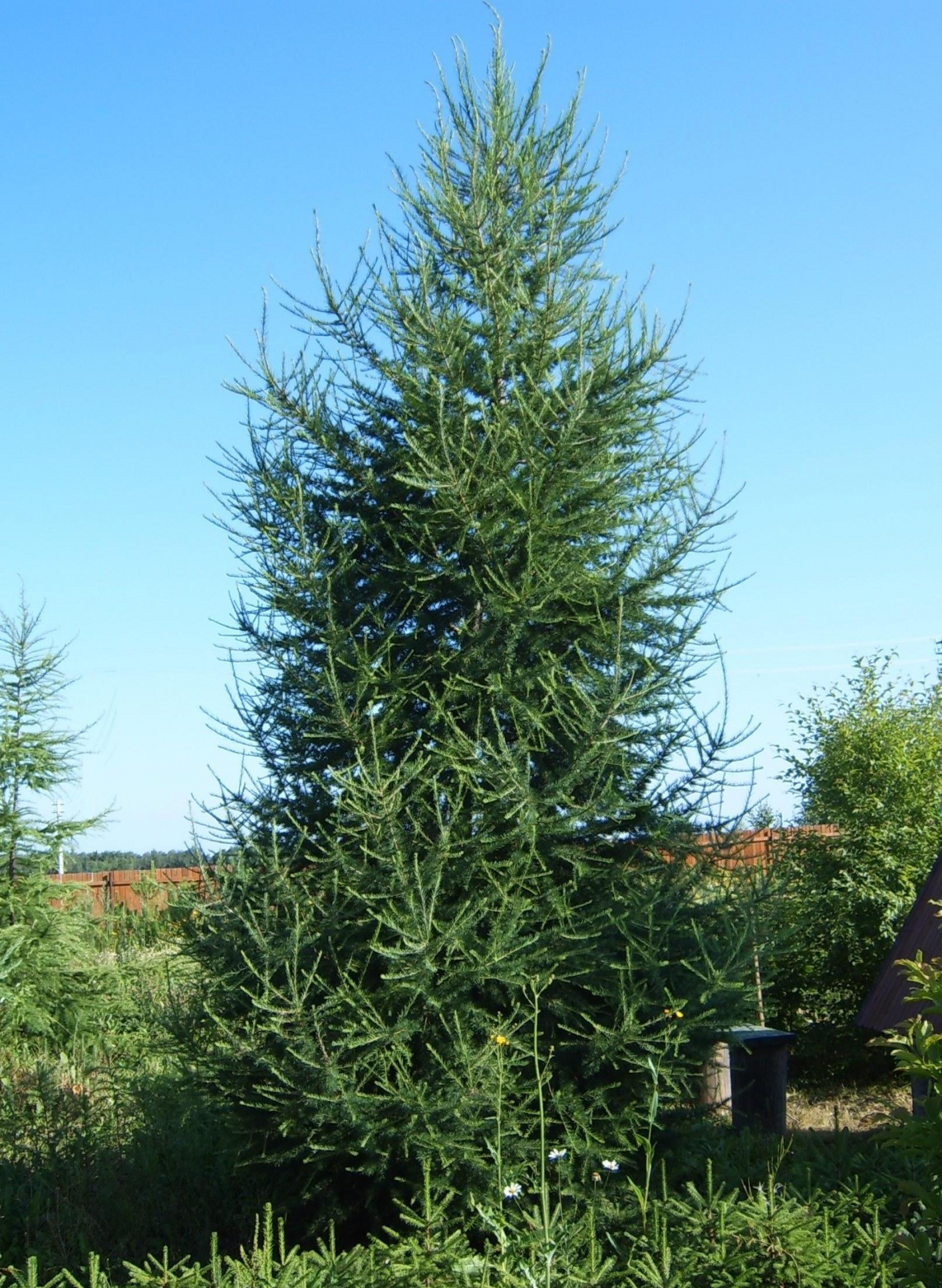 Лиственница сибирская Лиственница сибирская