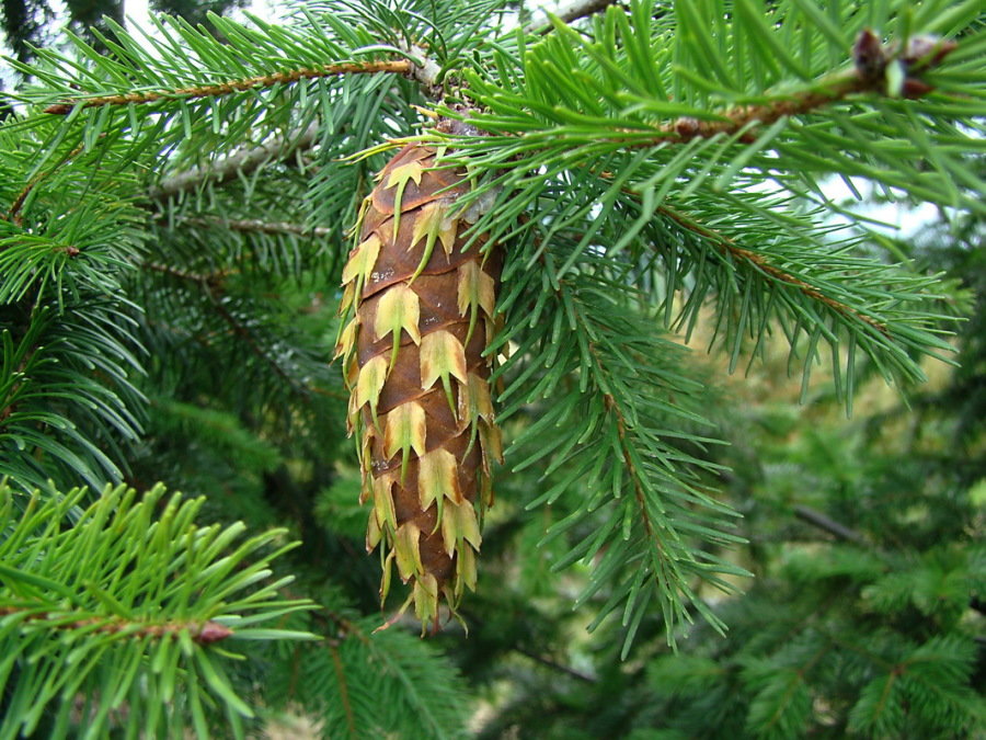 Псевдотсуга Псевдотсуга