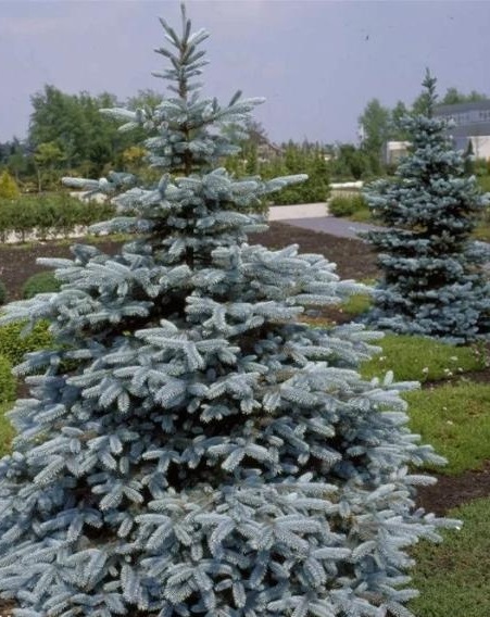 Ель колючая "Омега" (Omega) Ель колючая "Омега" (Omega)