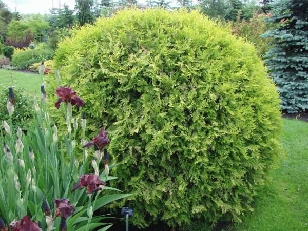 Туя западная "Селена" (Selena) Туя западная "Селена" (Selena)