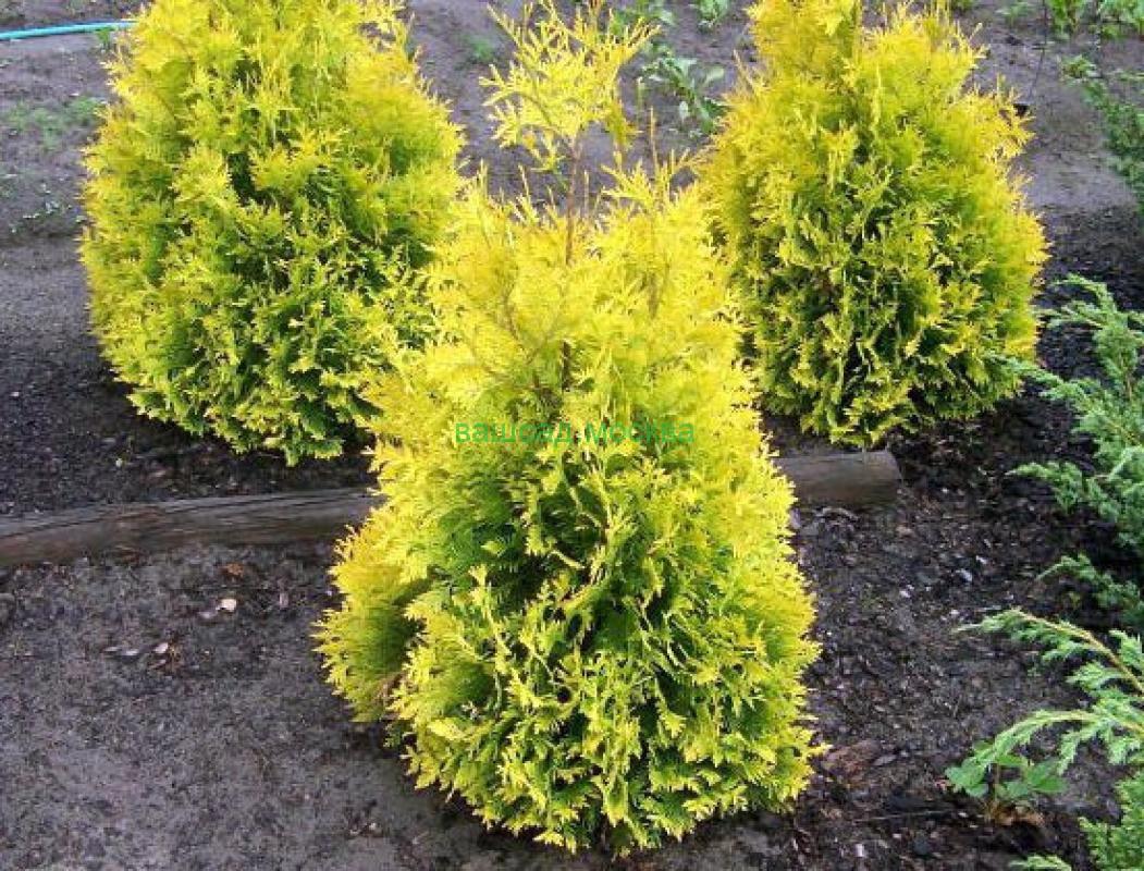 Туя западная "Санкист" Туя западная "Санкист"