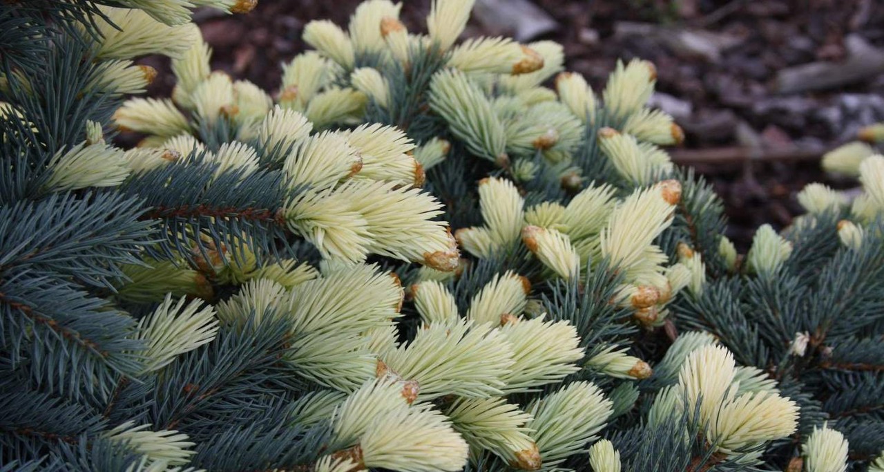 Ель колючая "Белобок" Ель колючая "Белобок"