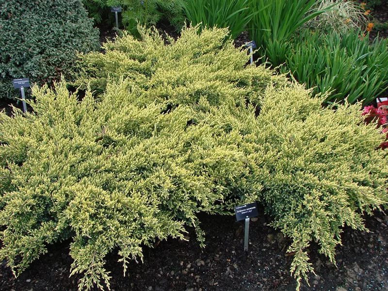 Можжевельник чешуйчатый "Дрим Джой" Можжевельник чешуйчатый "Дрим Джой"