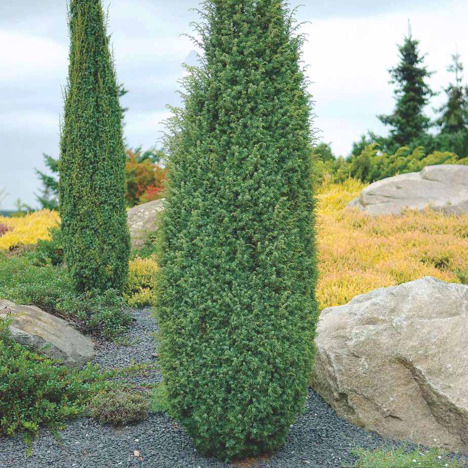 Можжевельник колоновидный Можжевельник колоновидный