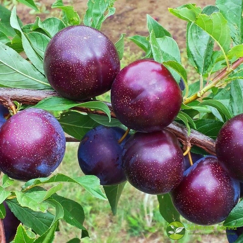 Слива "Шарафуга синяя" Слива "Шарафуга синяя"