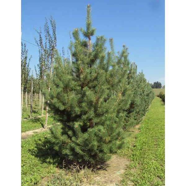 Сосна обыкновенная Сосна обыкновенная