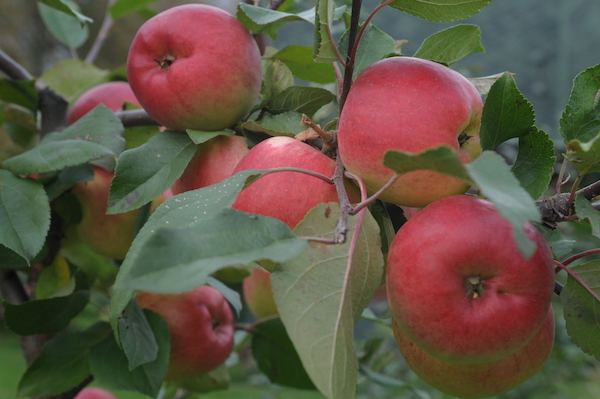 Яблоня "Былина" Яблоня "Былина"