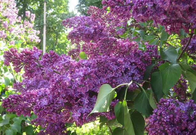 Сирень обыкновенная "Минчанка" Сирень обыкновенная "Минчанка"