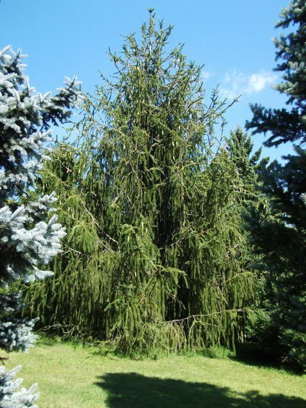 Ель обыкновенная "Кранстони" Ель обыкновенная "Кранстони"