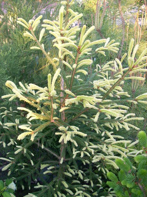 Ель обыкновенная "Финедонензис" Ель обыкновенная "Финедонензис"