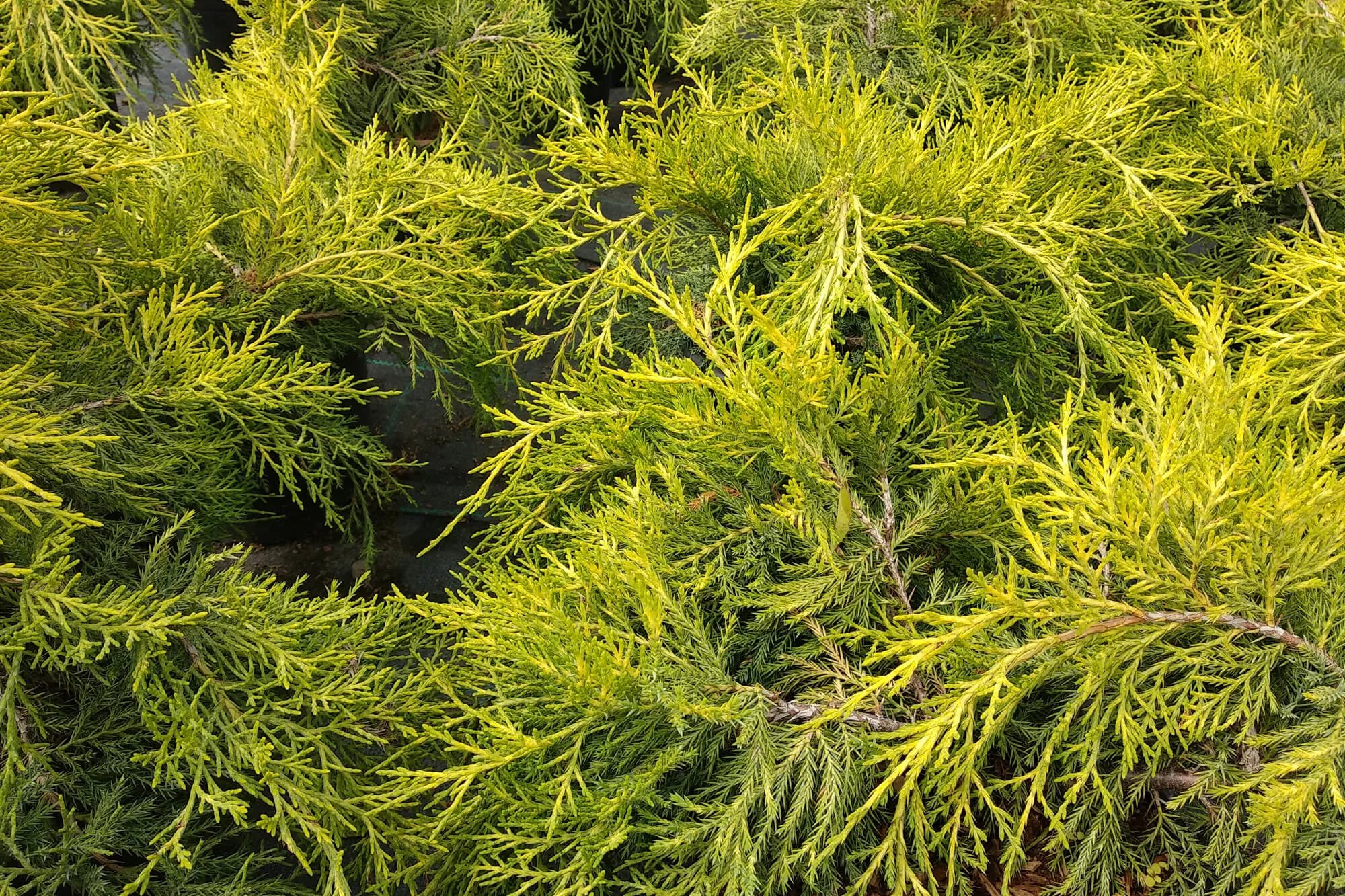 Можжевельник средний "Мордиган Голд" Можжевельник средний "Мордиган Голд"