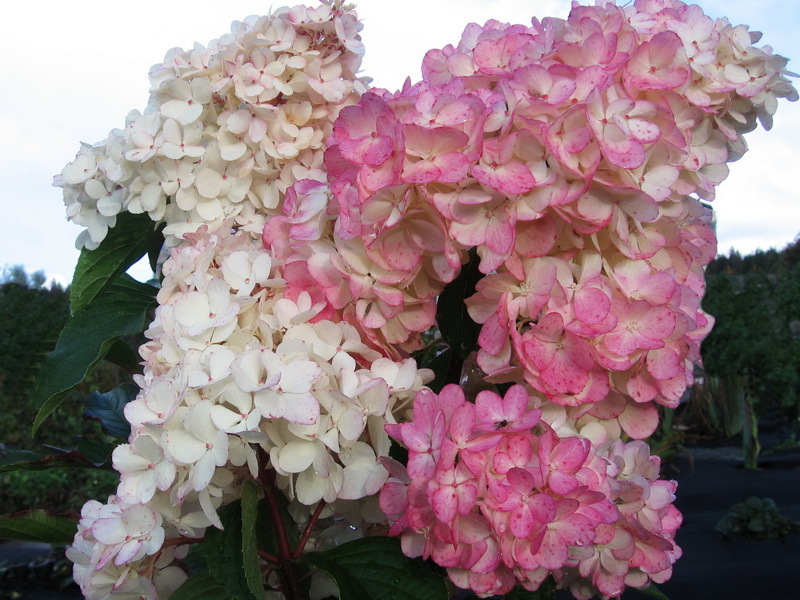 Гортензия метельчатая "Пинк Леди" Гортензия метельчатая "Пинк Леди"