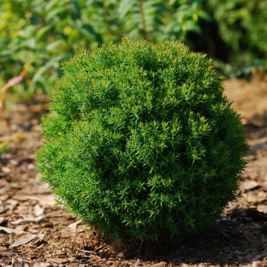 Туя западная "Тедди" Туя западная "Тедди"