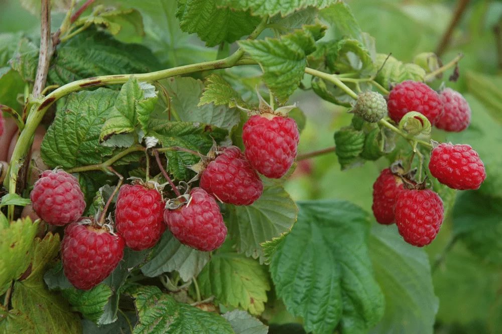 Малина обыкновенная "Солнышко" Малина обыкновенная "Солнышко"