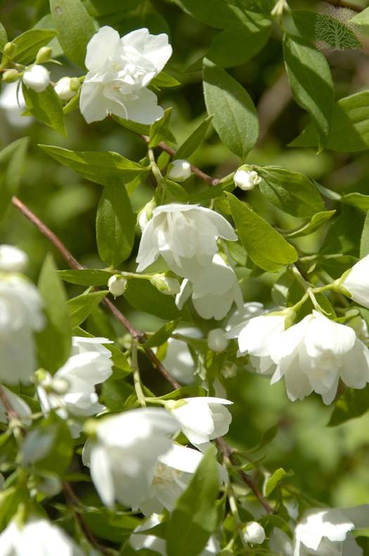 Чубушник Лемуана "Монте Дермин" Чубушник Лемуана "Монте Дермин"