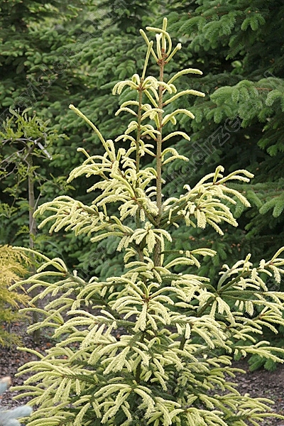 Ель обыкновенная "Финедонензис" Ель обыкновенная "Финедонензис"