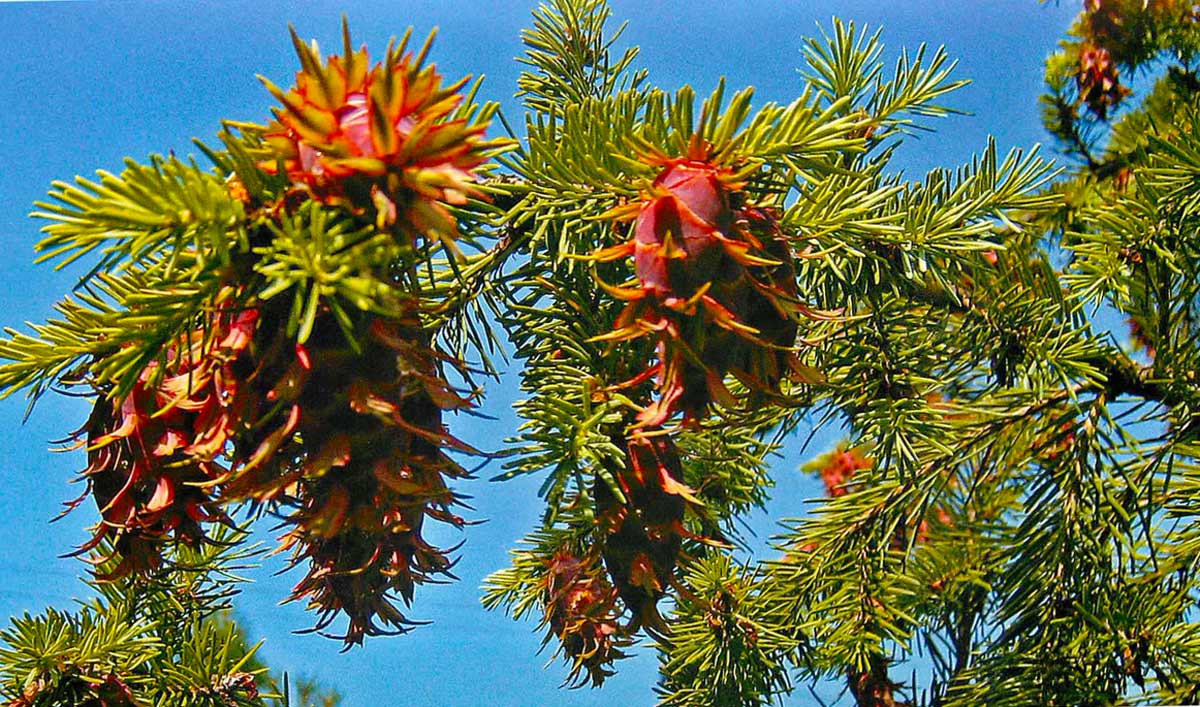 Псевдотсуга Псевдотсуга