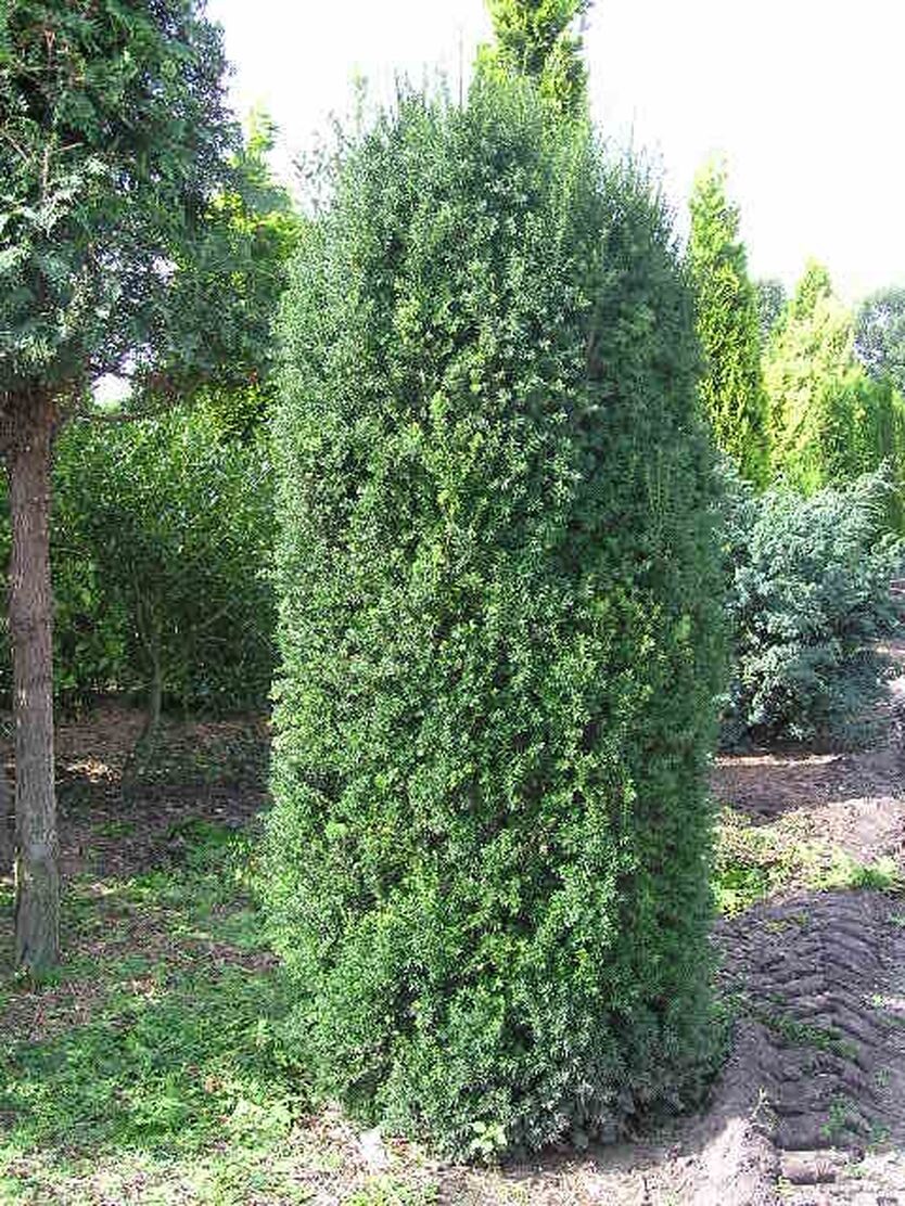 Тисс средний "Hillii" Тисс средний "Hillii"
